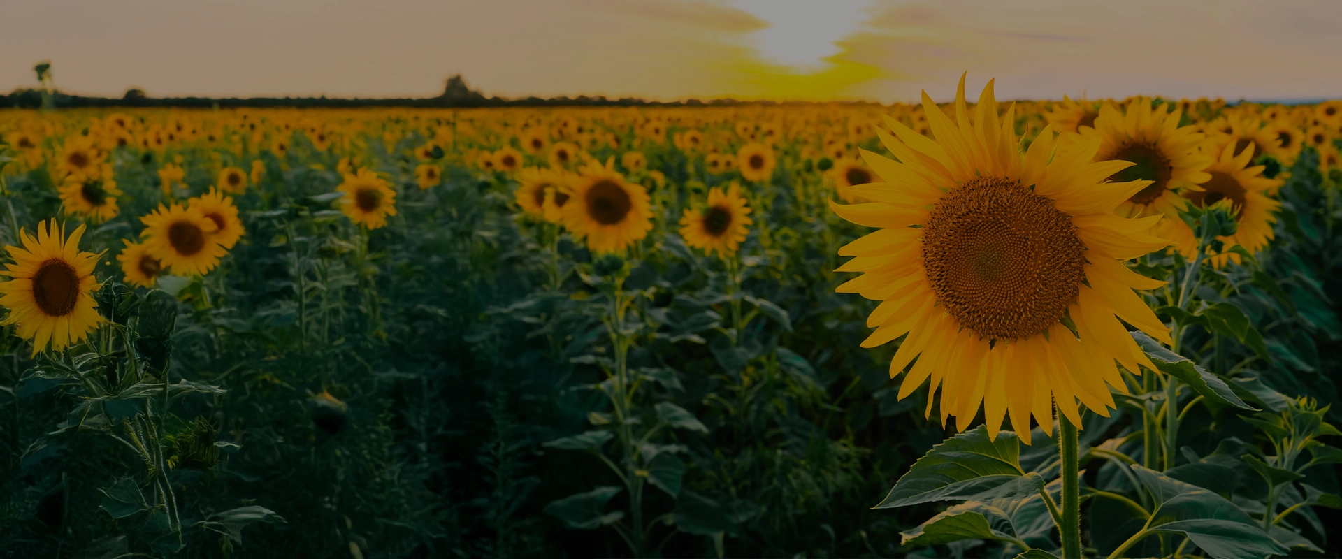 Naturopathe à Toulouse